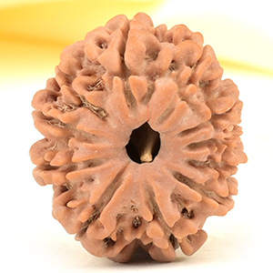 11 Mukhi from Nepal Small - CCCXXXIV