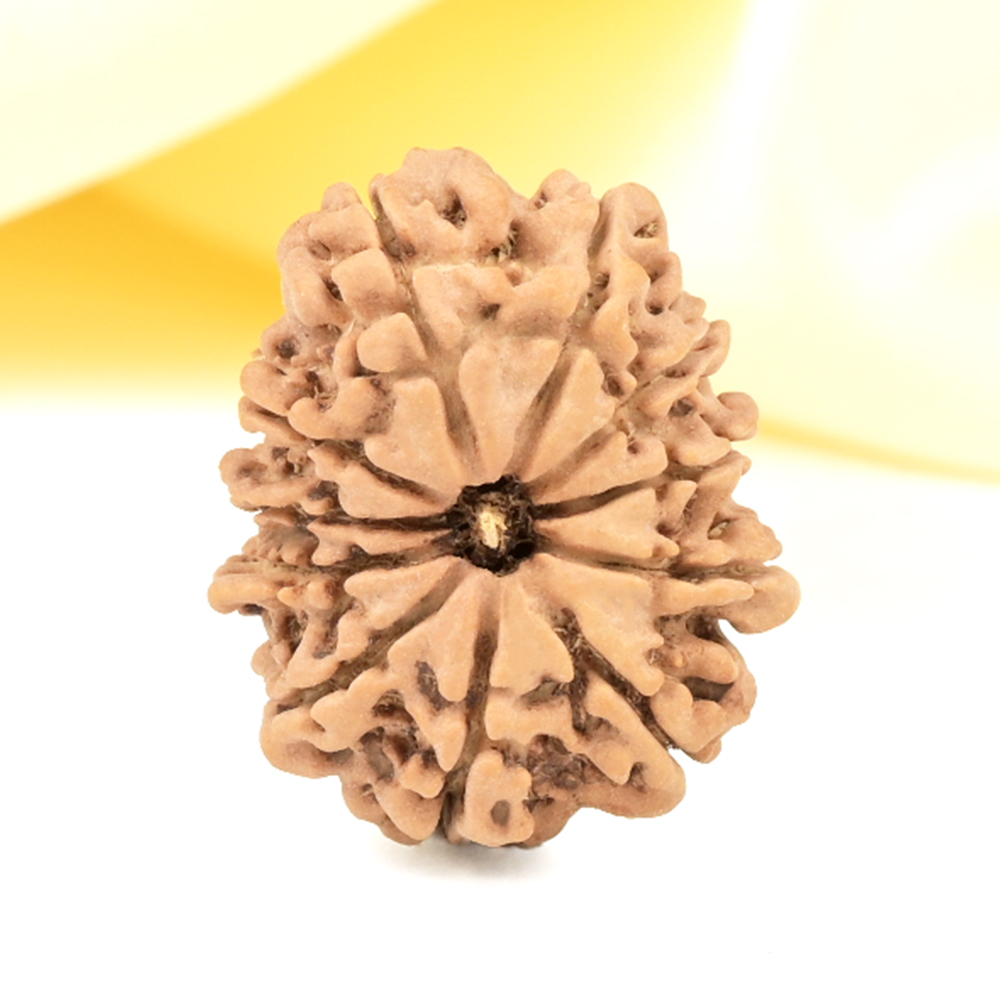 11 Mukhi from Nepal Small - CCCXXXV