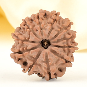 11 Mukhi from Nepal Small - CCCXXXVI