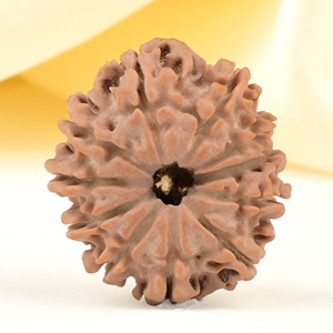 11 Mukhi from Nepal Small - CCCXXXVII