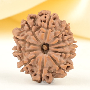 11 Mukhi from Nepal Small - CCCXXXVIII