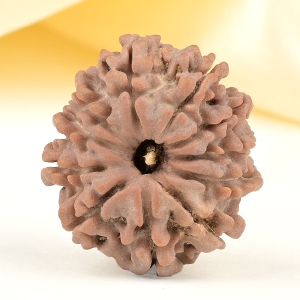 11 Mukhi from Nepal Small - CCCXXXIX