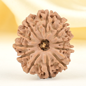 11 Mukhi from Nepal Small - CCCXLII