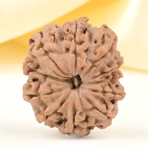 11 Mukhi from Nepal Small - CCCXLIII