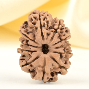11 Mukhi from Nepal Small - CCCXLIV