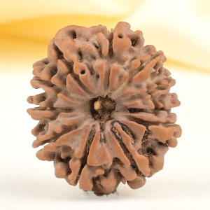 11 Mukhi from Nepal Small - CCCXLV