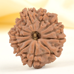 11 Mukhi from Nepal Small - CCCXLVIII
