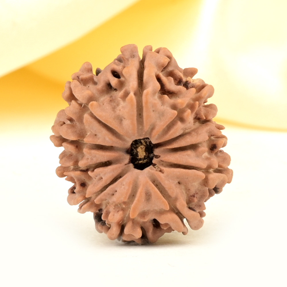 11 Mukhi from Nepal Small - CCCLV