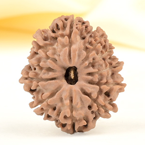 11 Mukhi from Nepal Small - CCCLVIII