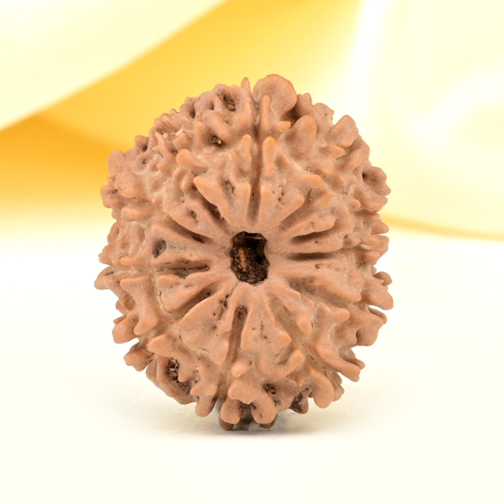 11 Mukhi from Nepal Small - CCCLIX