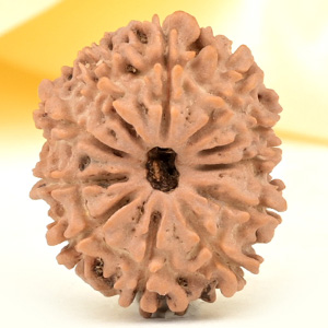 11 Mukhi from Nepal Small - CCCLIX