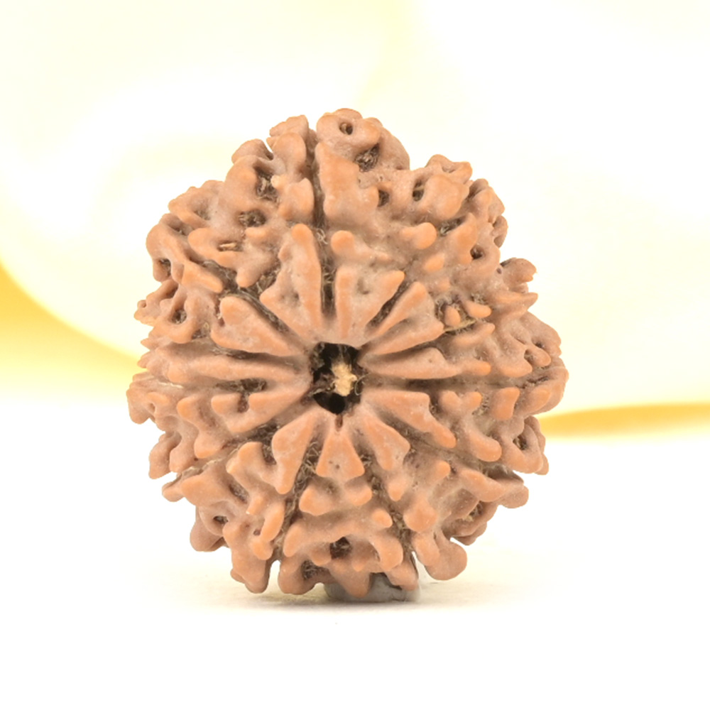 11 Mukhi from Nepal Small - CCCLXI