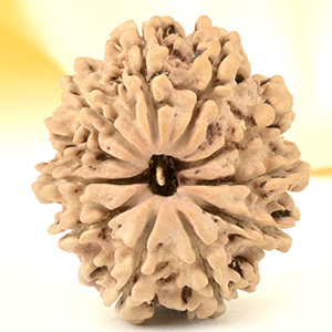 11 Mukhi from Nepal Small - CCCLXV