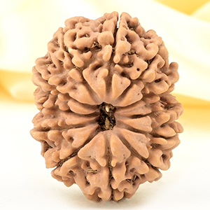 Collector 12 Mukhi from Nepal - CCXVI