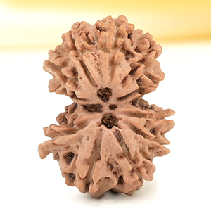 Gauri Shankar 11 Mukhi from Nepal - LXVII