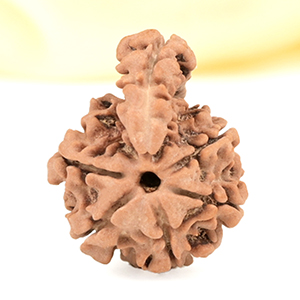 Savar Naag Rudraksha Small from Nepal - XI