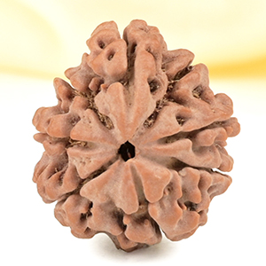 Savar Naag Rudraksha from Nepal - CLV