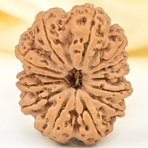 Super Collector 13 Mukhi from Nepal - CXX