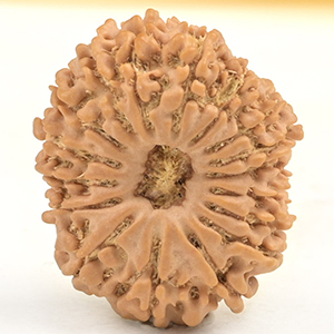 17 Mukhi from Nepal Small - XVIII