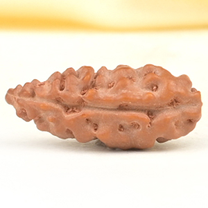 Collector 1 Mukhi from Java Indonesia - CXCIV