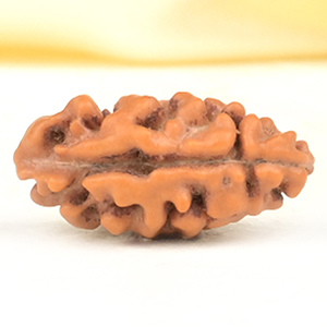 Collector 1 Mukhi from Java Indonesia - CXCV