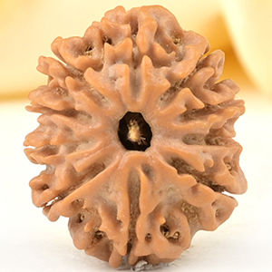 10 Mukhi from Nepal Small - CCCLXXXIX