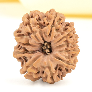 10 Mukhi from Nepal Small - CCCXC