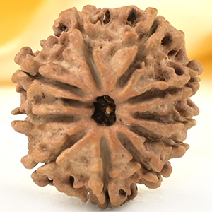 10 Mukhi from Nepal Small - CCCXCI