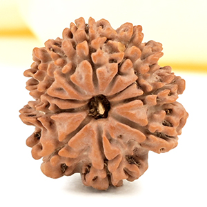 10 Mukhi from Nepal Small - CCCXCII