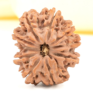 10 Mukhi from Nepal Small - CCCXCIII