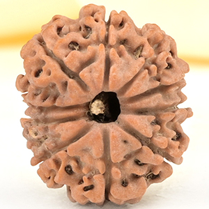 10 Mukhi from Nepal Small - CCCXCIV