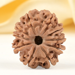 10 Mukhi from Nepal Small - CCCXCVI