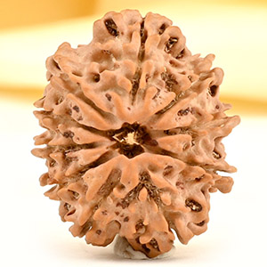 10 Mukhi from Nepal Small