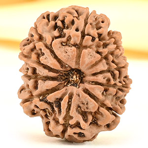 10 Mukhi from Nepal Small - CDIII