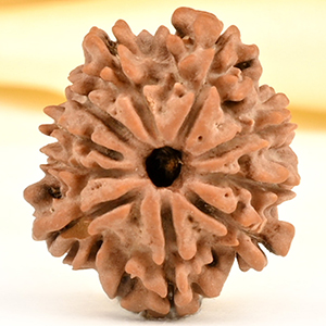 10 Mukhi from Nepal Small