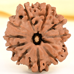10 Mukhi from Nepal Small