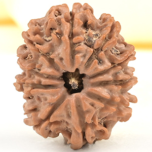 10 Mukhi from Nepal Small - CDXVIII