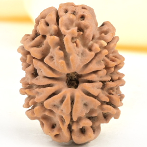 10 Mukhi from Nepal Small - CDXX