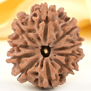 10 Mukhi from Nepal Small - CDXXI