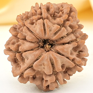 10 Mukhi from Nepal Small - CDXXIII