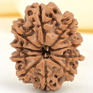 10 Mukhi from Nepal Small - CDXXIV