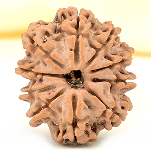 10 Mukhi from Nepal Small - CDXXV