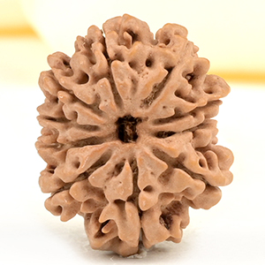 10 Mukhi from Nepal Small - CDXXVII