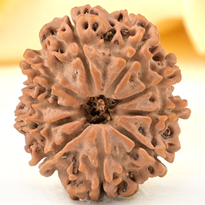 10 Mukhi from Nepal Small - CDXXVIII