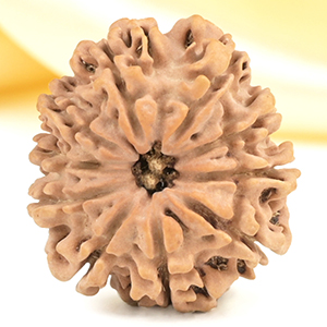 10 Mukhi from Nepal Small - CDXXIX