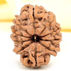 10 Mukhi from Nepal Small - CDXXXI