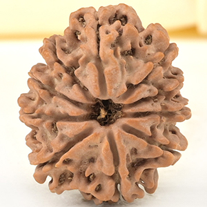 10 Mukhi from Nepal Small - CDXXXIII