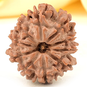 10 Mukhi from Nepal Small - CDXXXVI