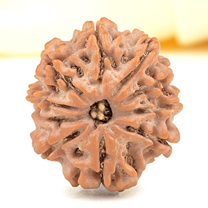 10 Mukhi from Nepal Small - CDXXXVII