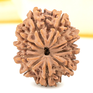 10 Mukhi from Nepal Small - CDXXXVIII